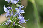 American bellflower